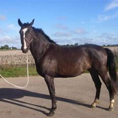 Dansk Varmblod Gredstedgårds Campari