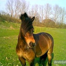 Dartmoor Stjerne (red engang)