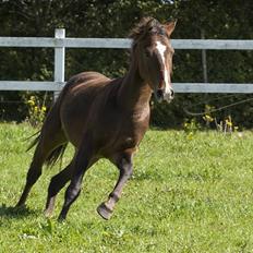 New Forest Freedom *RIP*