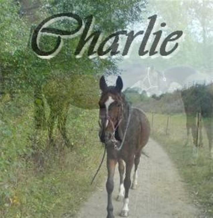 Anden særlig race Bahala-dyret Charlie - Et redigeret billede til minde om Charlie: i forgrunden Charlie på vej til fold på GLK, i baggrunden Charlie der hilser på stella. billede 4