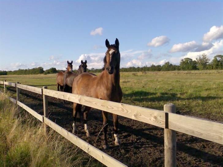 Anden særlig race Bahala-dyret Charlie - Bamsen en dejlig sommeraften, venter på at komme ind til aftensmad :) billede 8