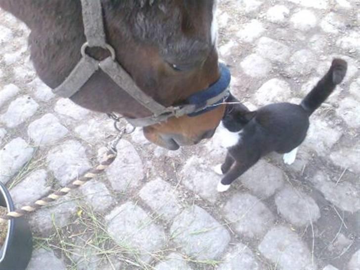 Anden særlig race Bahala-dyret Charlie - Charlie hilser på missen på Grangården på amager - det andet sted vi stod. billede 12