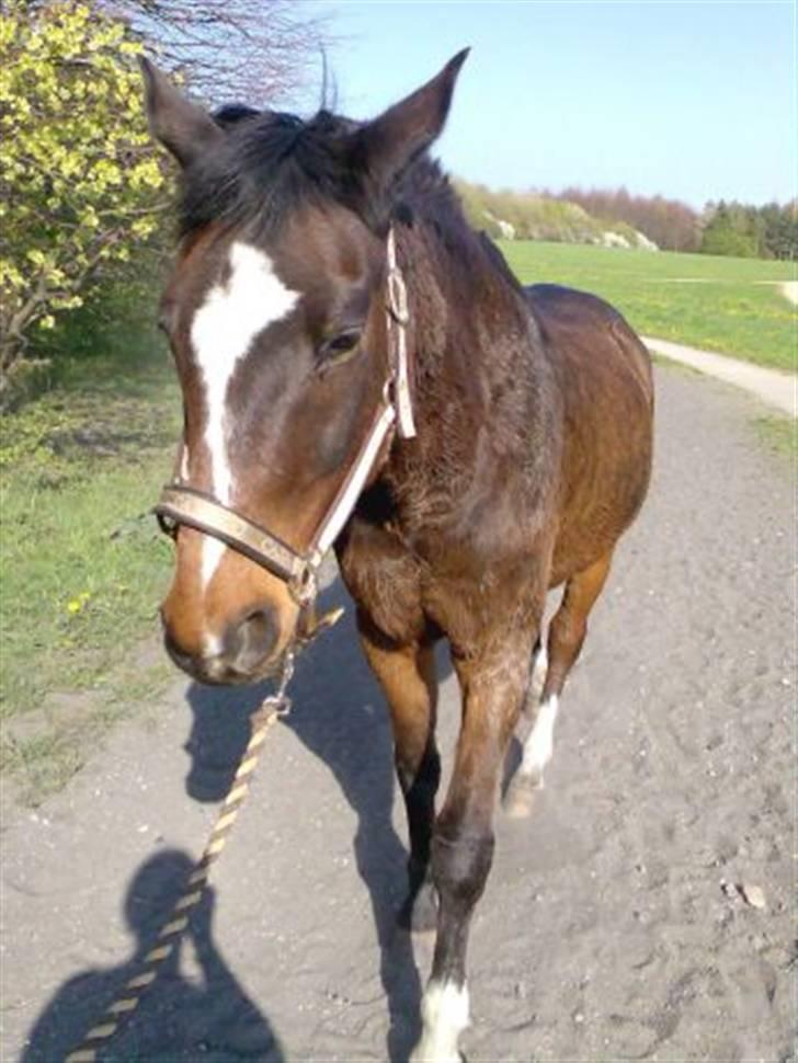 Anden særlig race Bahala-dyret Charlie - Charlie på gåtur i vestskoven :) billede 14