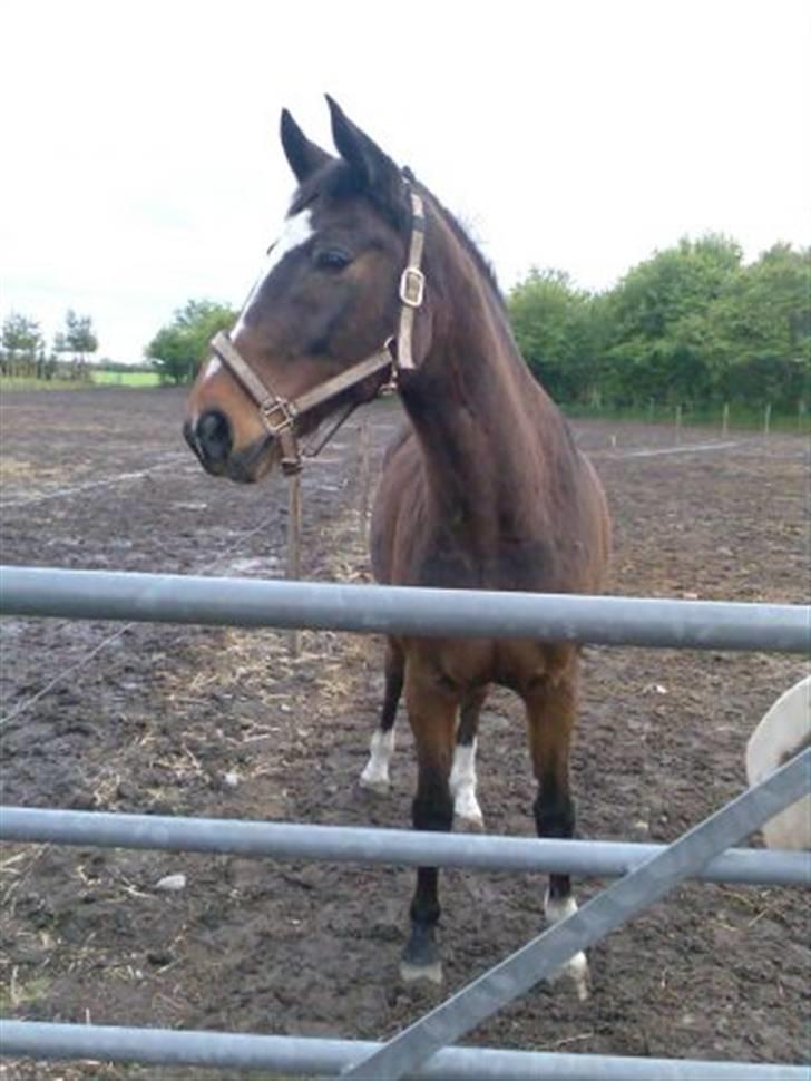 Anden særlig race Bahala-dyret Charlie - Lige ankommet til Grangården og MEGET utilfreds :S - Men smuk ser mulen nu ud som altid :D billede 19