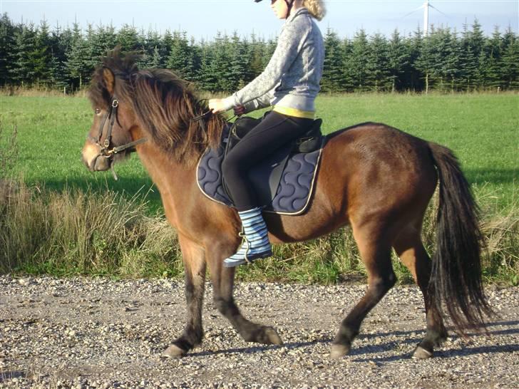 Islænder Eldur Mundelstrup - Marlene får en tur på Eldur. billede 13