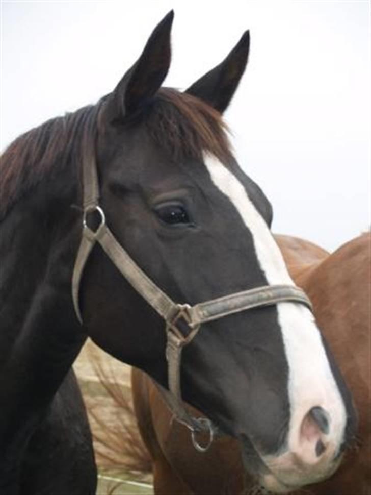 Anden særlig race Faith billede 8