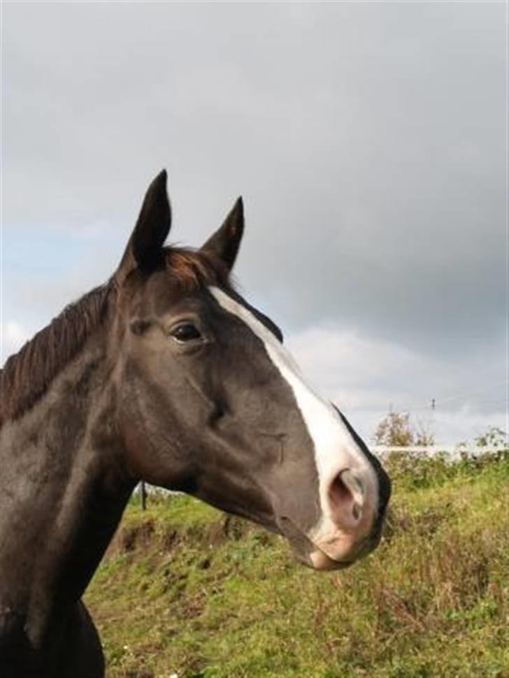Anden særlig race Faith billede 9