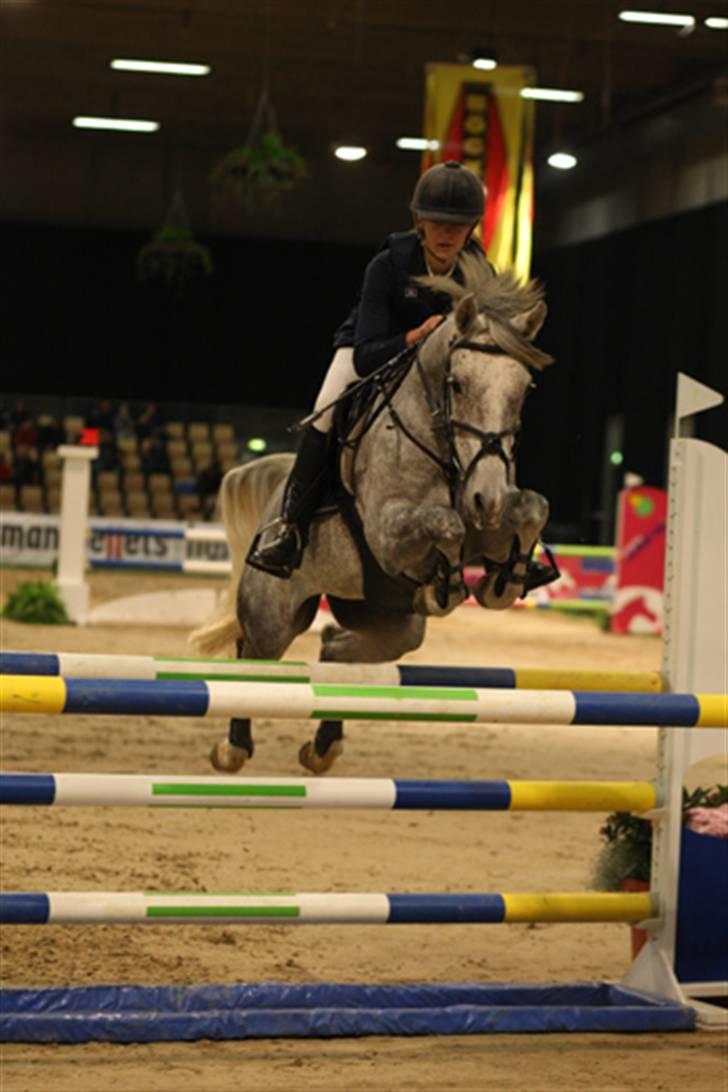 New Forest Laterne |B-pony  - MB JBK Horse Shows. Vandt! :D Dygtige pony (: billede 4