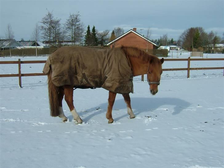 New Forest Odbjergs Emil   R.I.P. - Emil i sneen... Det er lidt trælst når man har sko på og ikke vil gå i vand! :-) Marts ´08 billede 2