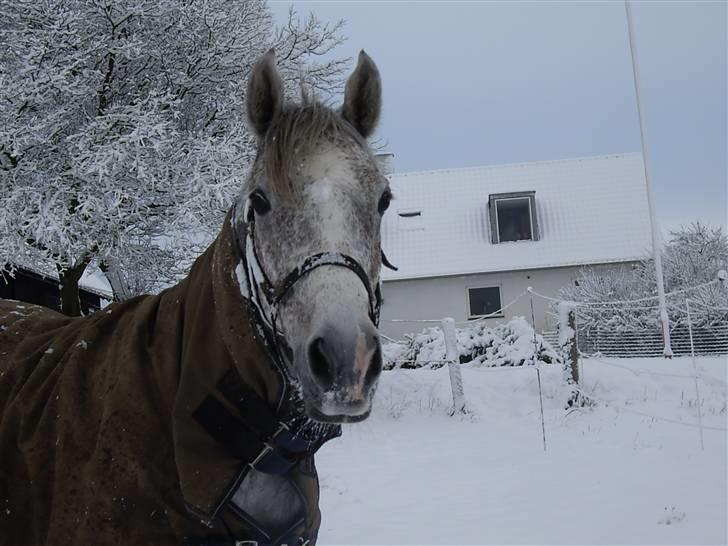 New Forest Laterne |B-pony  - Laterne på fold i sneen :D !  Den pony er elsket ud over alle grænser. billede 5