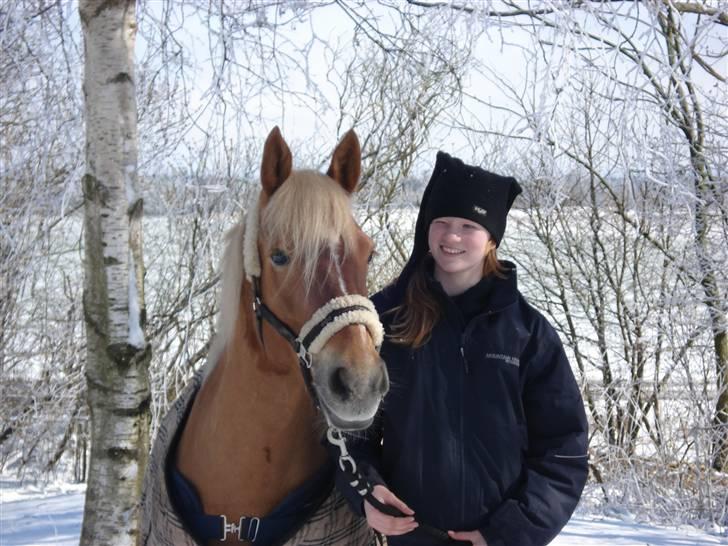 Haflinger Hope <33 - et kanont billede en dejlig vintermorgen..foto: far billede 13