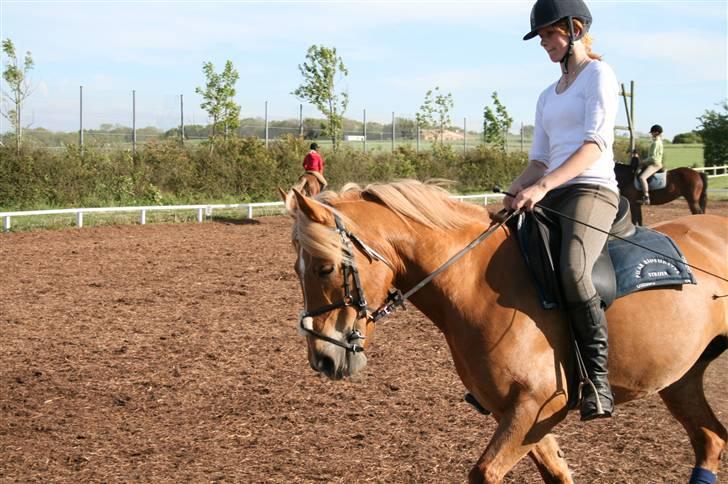 Haflinger Hope <33 - til undervisning..foto: far billede 16