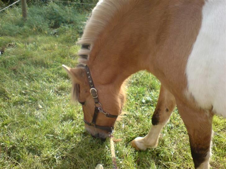 Anden særlig race Safir(Du er i mit hjert  billede 15