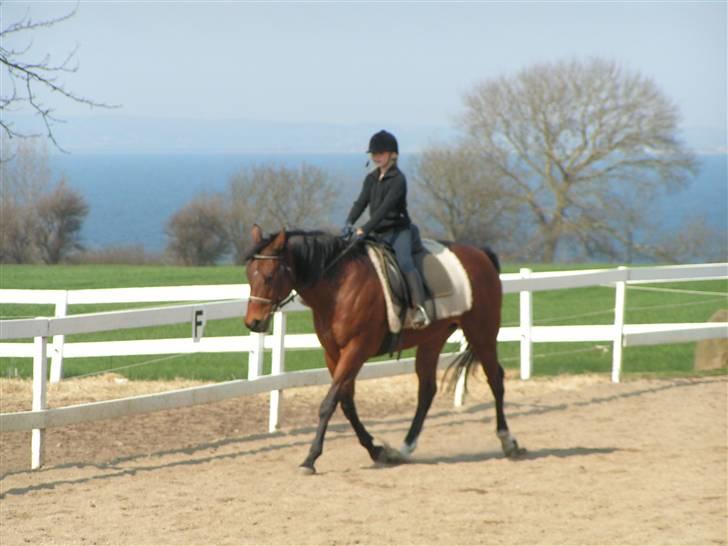 Fuldblod (XX) Why Me - R.I.P <3 billede 18