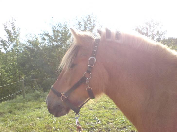 Anden særlig race Safir(Du er i mit hjert  billede 16