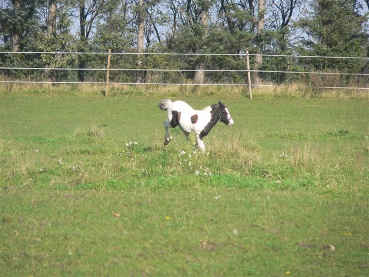 Irish Cob Frydendal's Labhaoise billede 17