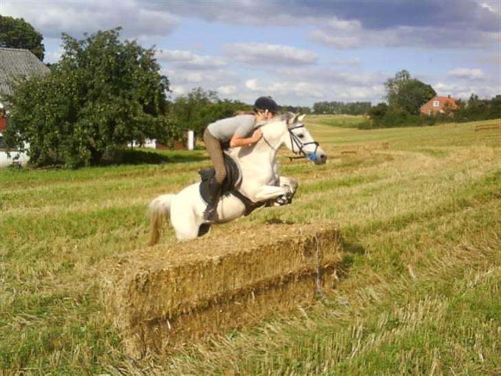 Belgisk Sportspony  | C Bloody Mary - Halmballer d; <3 billede 5