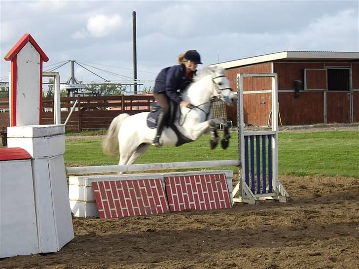 Belgisk Sportspony  | C Bloody Mary - Smukke over den lille mur ;D <3  billede 6