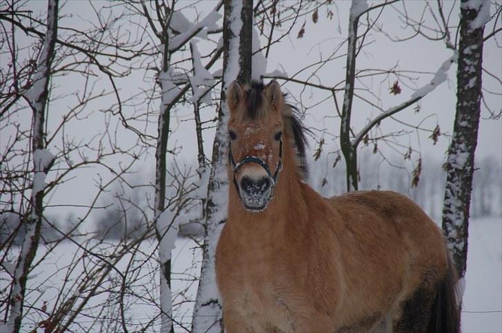 Fjordhest Fiona Solgt billede 1