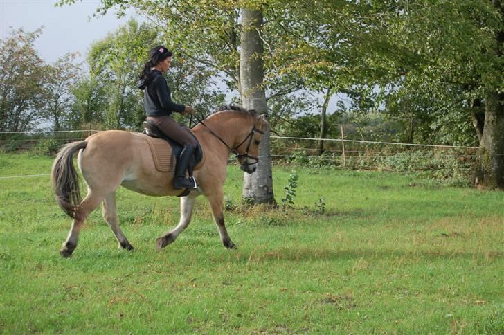 Fjordhest Fiona Solgt billede 6