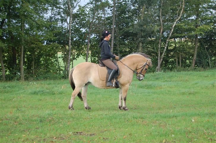 Fjordhest Fiona Solgt billede 9