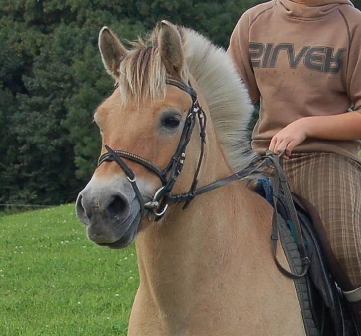 Fjordhest Fiona Solgt billede 10
