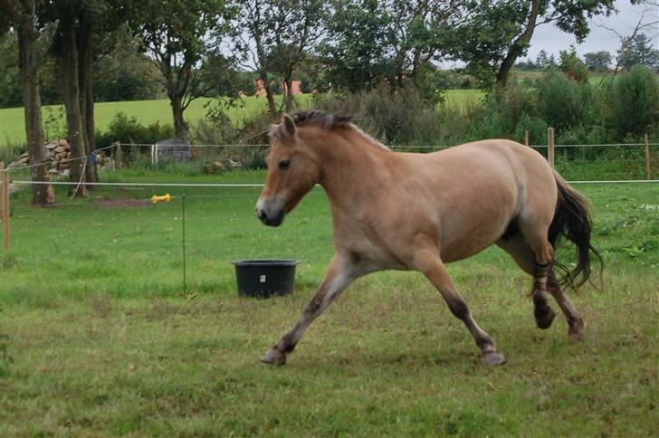 Fjordhest Fiona Solgt billede 11