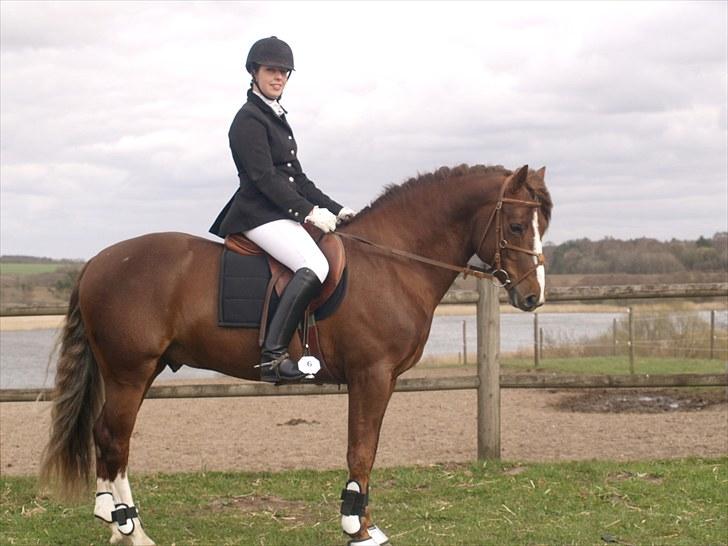 Connemara Skærgårdens First Night - Hingsteshow 2010 Viborg billede 16