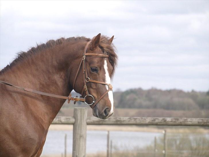 Connemara Skærgårdens First Night billede 18