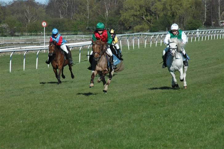 Anden særlig race bjergets fox -solgt- - galop løb billede 6