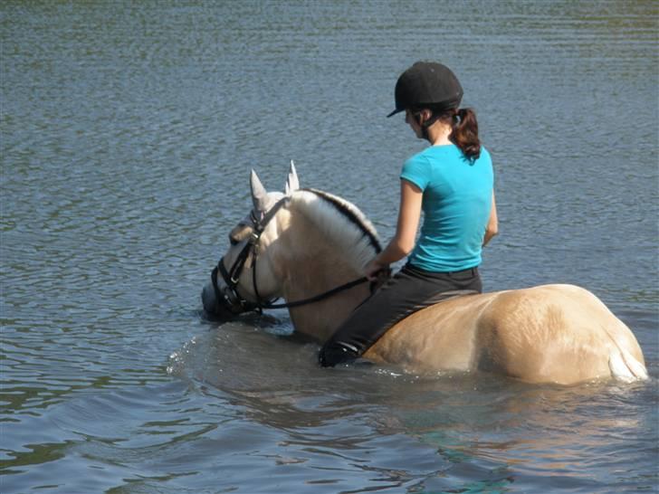 Fjordhest Toffi - vi kan og vi vil - vi er det perfekte team!! billede 10