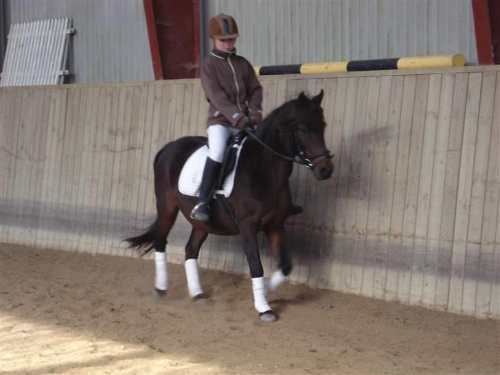 Anden særlig race Selina  - solgt - - Her er de så igang med lc 2 program. billede 16