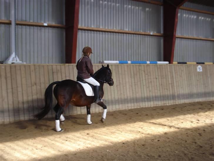 Anden særlig race Selina  - solgt - billede 17