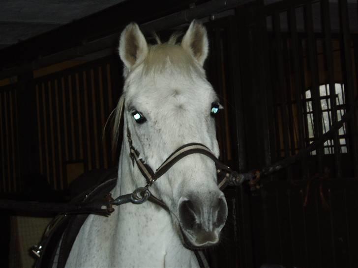 Welsh Mountain (sec A) Patrick Swayze - Swayze klar til ridetur billede 11