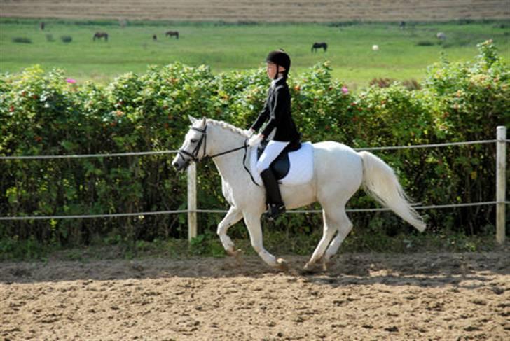 Welsh Mountain (sec A) Patrick Swayze - Til stævne i Ledøje-Smørum billede 12