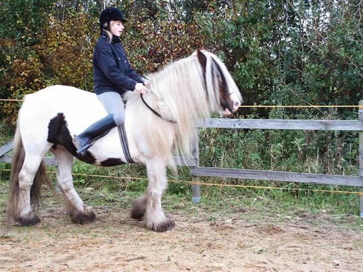 Irish Cob Aicia billede 11