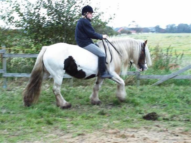 Irish Cob Aicia billede 12