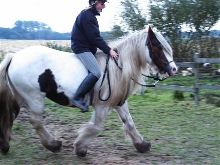 Irish Cob Aicia - Aicias første trav i 2 år og Tessa er lige ve at falde af da hun rider uden sadel;;--)) billede 13