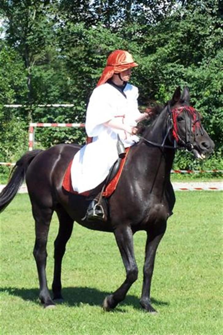 Oldenborg Saloma (DØD) - Ringridning 2006. Første gang Saloma var med billede 12