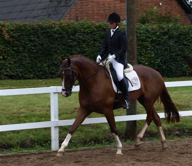 Dansk Varmblod Miss Dior SRDH - AC & Miss Dior billede 8