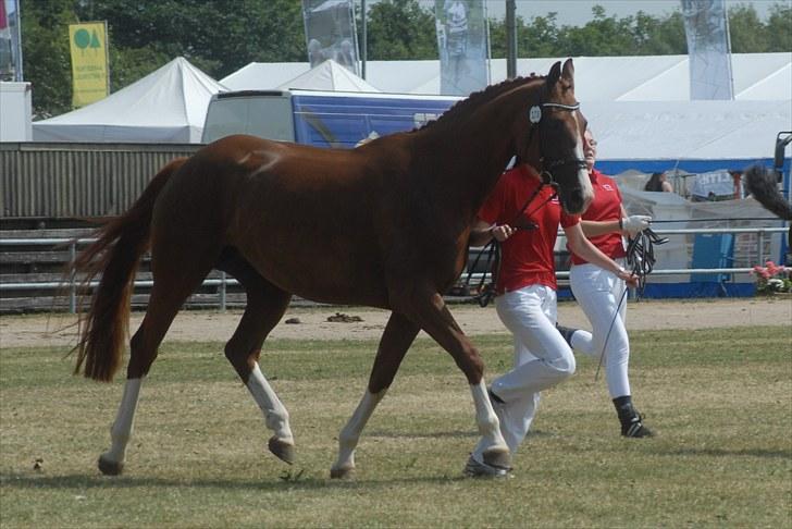 Dansk Varmblod Miss Dior SRDH - Landsskuet I Herning billede 9