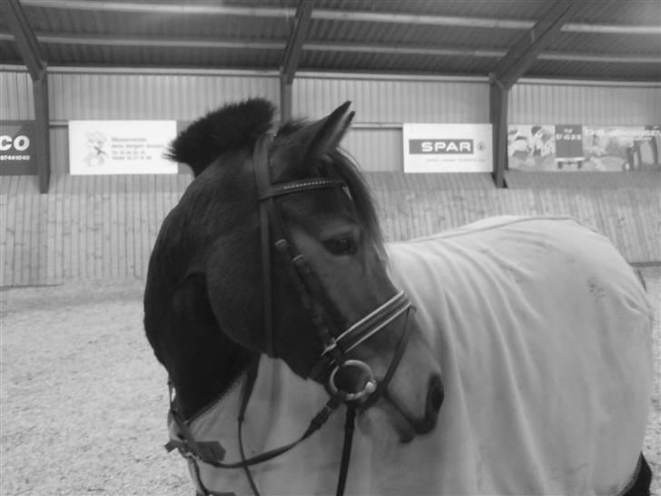 Hollandsk Sportspony .•°Pheobee- elsker diq°•. - Velkommen til Pheobee´s profil billede 1