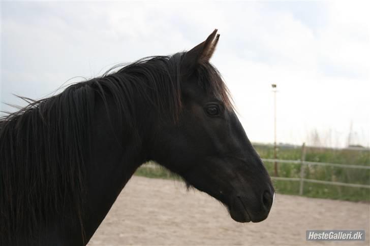 DSP Vasehøjs Lancelot  <3 Gammel part - Lancelot, jeg elsker dig! <3 billede 1