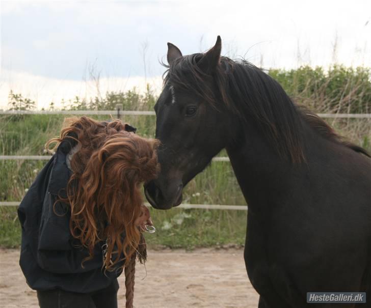 DSP Vasehøjs Lancelot  <3 Gammel part - Emmas lille stjerne <3 billede 2