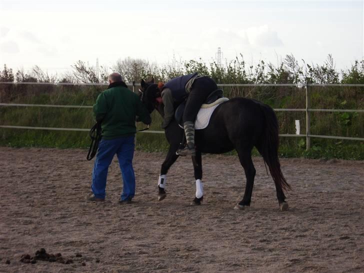 DSP Vasehøjs Lancelot  <3 Gammel part - Emmas lille stjerne <3 billede 3