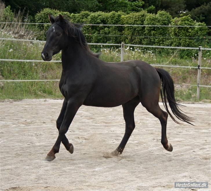 DSP Vasehøjs Lancelot  <3 Gammel part - Emmas lille stjerne <3 billede 4