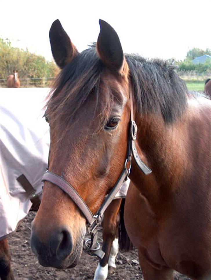 Anden særlig race Tøsen {Elev hest}(Simone) - Velkommen til mig og Tøsens profil billede 1