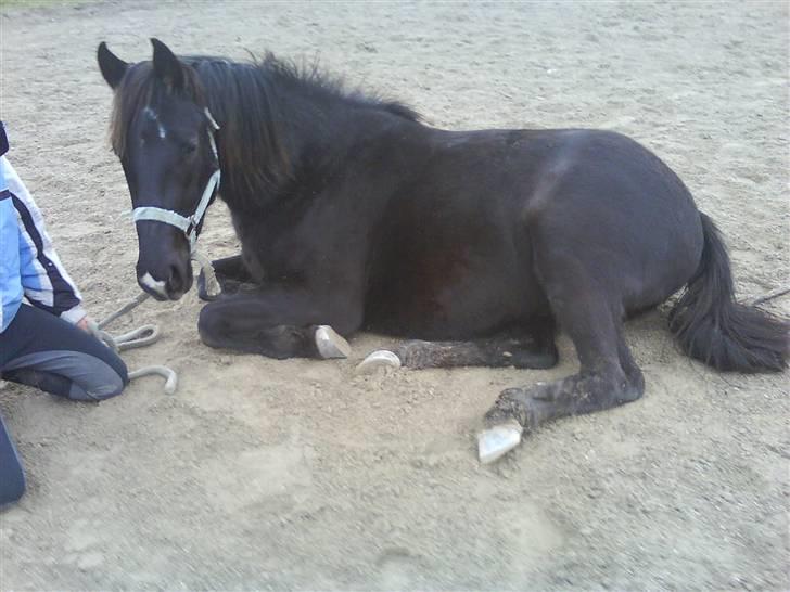 DSP Vasehøjs Lancelot  <3 Gammel part - Emmas lille stjerne <3 billede 6