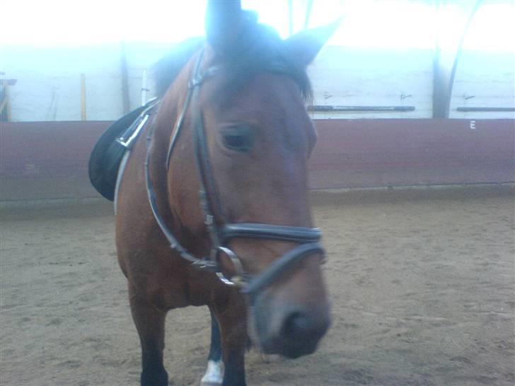 Anden særlig race Tøsen {Elev hest}(Simone) - kom nu keder mig billede 2