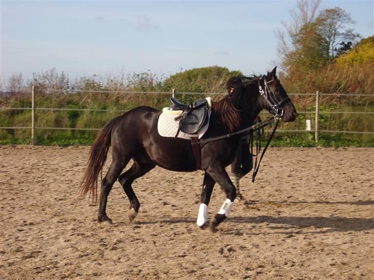 DSP Vasehøjs Lancelot  <3 Gammel part - Emmas lille stjerne <3 billede 7